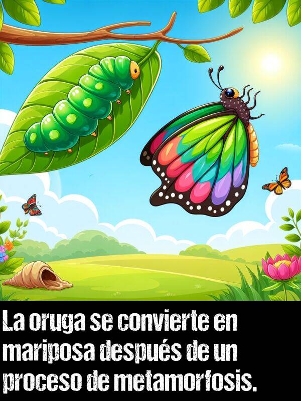 oruga: La oruga se convierte en mariposa despus de un proceso de metamorfosis.