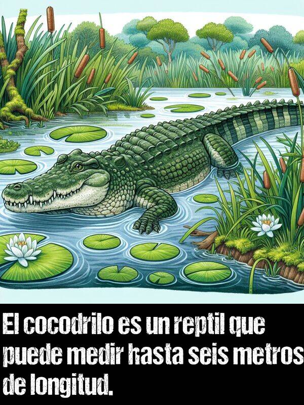 reptil: El cocodrilo es un reptil que puede medir hasta seis metros de longitud.