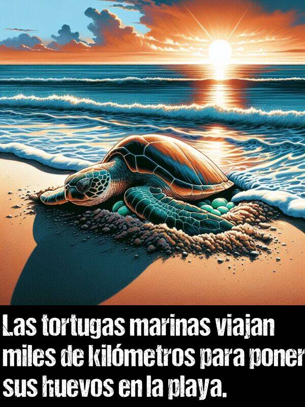 huevos: Las tortugas marinas viajan miles de kilmetros para poner sus huevos en la playa.