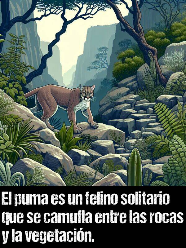 solitario: El puma es un felino solitario que se camufla entre las rocas y la vegetacin.