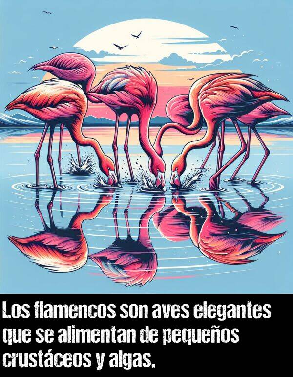 crustceos: Los flamencos son aves elegantes que se alimentan de pequeos crustceos y algas.