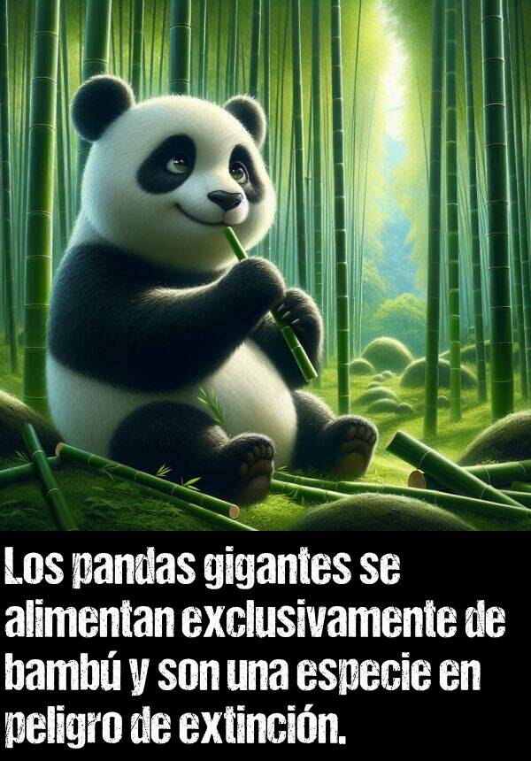 bamb: Los pandas gigantes se alimentan exclusivamente de bamb y son una especie en peligro de extincin.