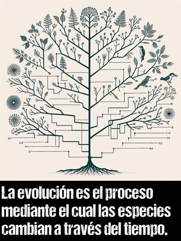 evolucin: La evolucin es el proceso mediante el cual las especies cambian a travs del tiempo.