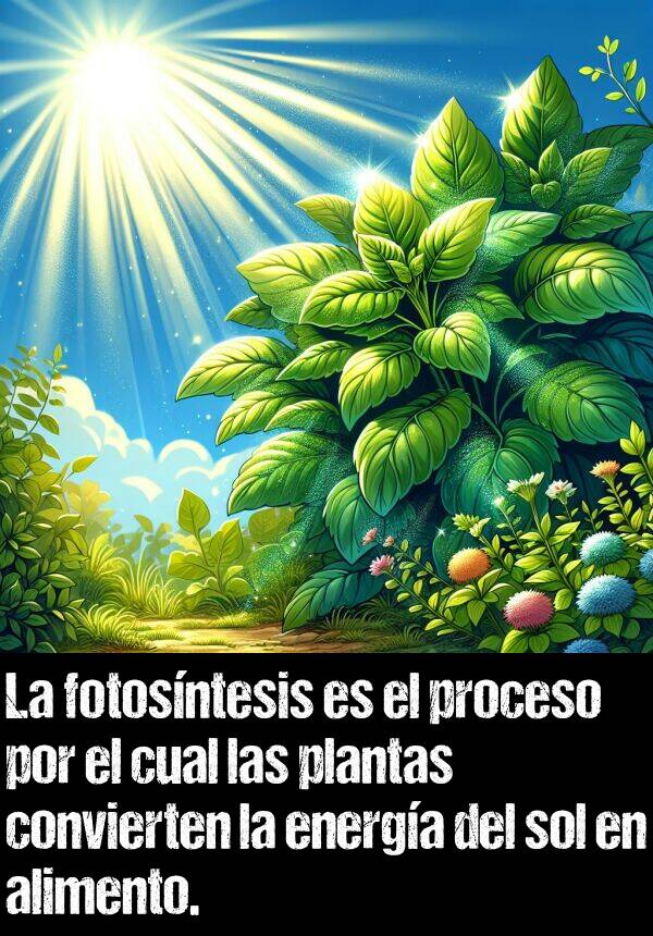 alimento: La fotosntesis es el proceso por el cual las plantas convierten la energa del sol en alimento.