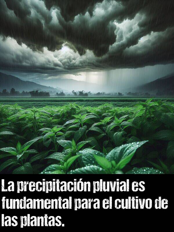 precipitacin: La precipitacin pluvial es fundamental para el cultivo de las plantas.