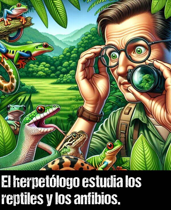 anfibios: El herpetlogo estudia los reptiles y los anfibios.