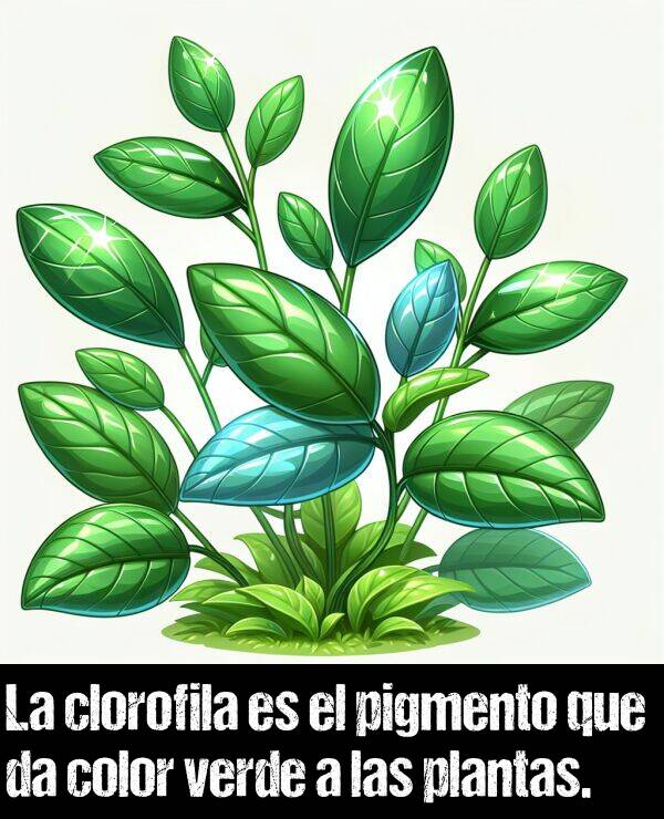 clorofila: La clorofila es el pigmento que da color verde a las plantas.