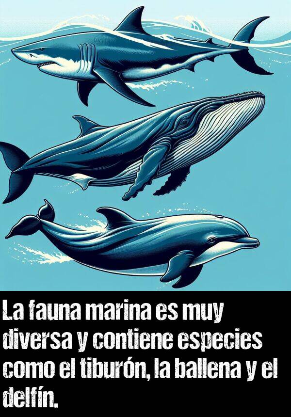 tiburn: La fauna marina es muy diversa y contiene especies como el tiburn, la ballena y el delfn.