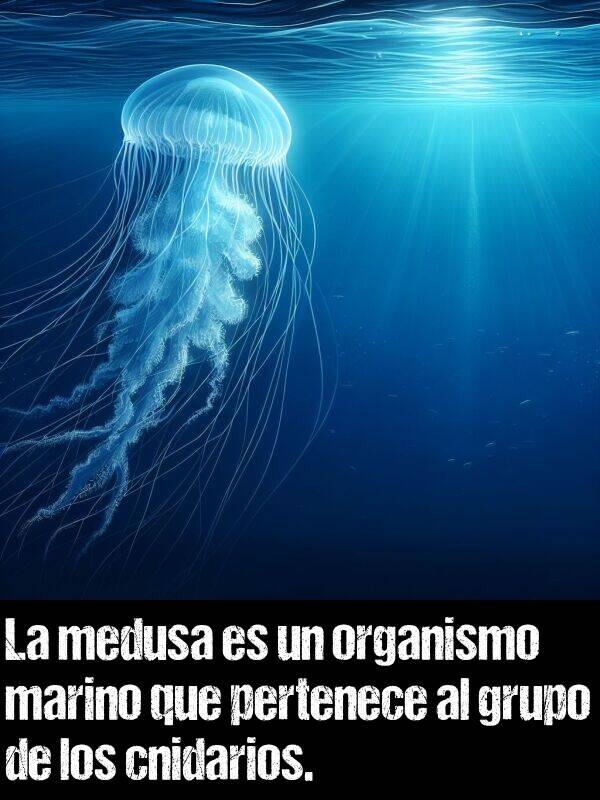 pertenece: La medusa es un organismo marino que pertenece al grupo de los cnidarios.