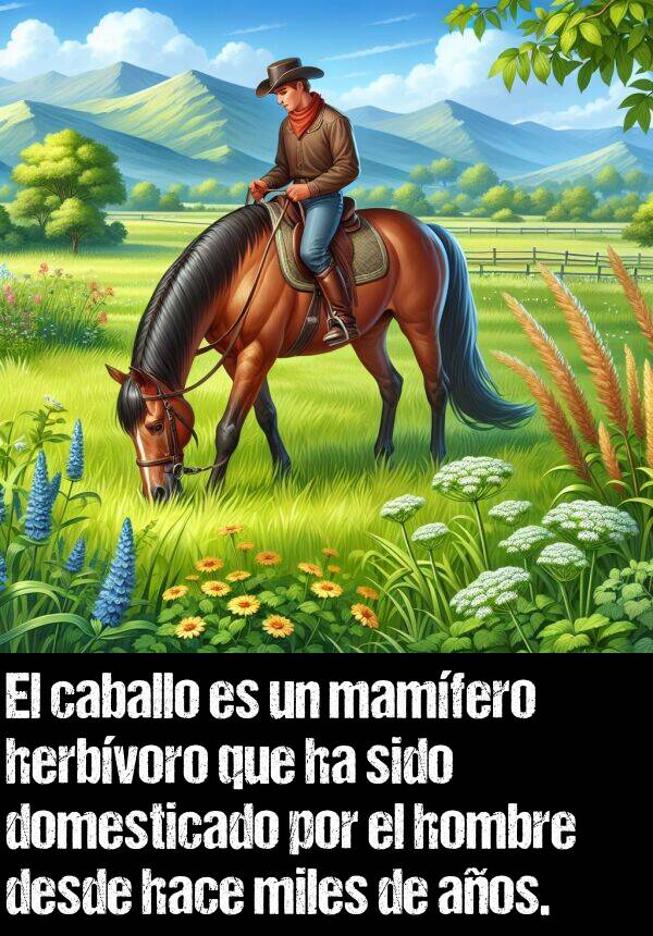 herbvoro: El caballo es un mamfero herbvoro que ha sido domesticado por el hombre desde hace miles de aos.