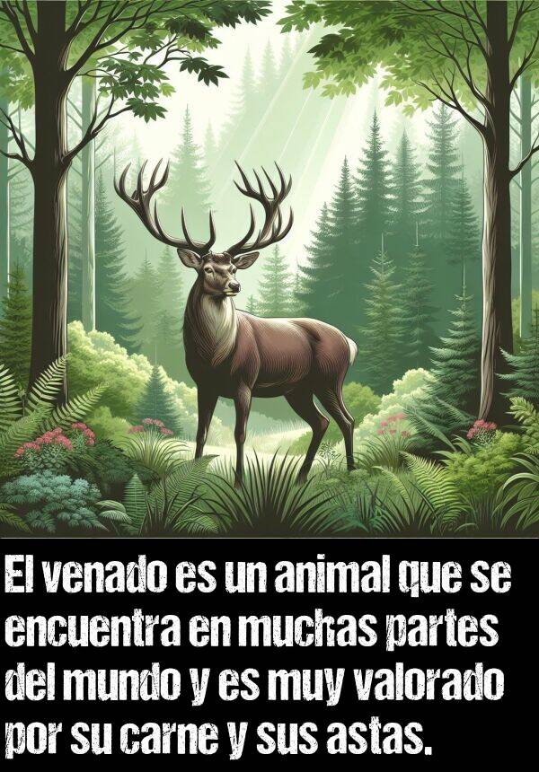 asta: El venado es un animal que se encuentra en muchas partes del mundo y es muy valorado por su carne y sus astas.