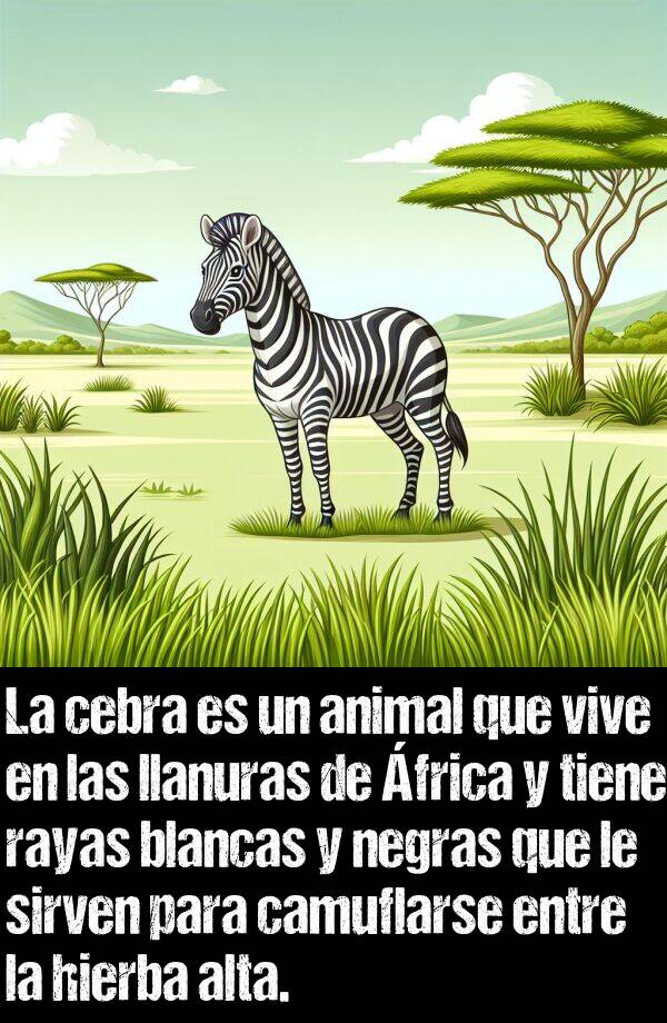 cebra: La cebra es un animal que vive en las llanuras de frica y tiene rayas blancas y negras que le sirven para camuflarse entre la hierba alta.