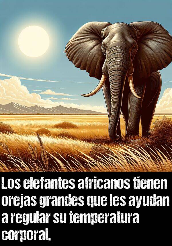 temperatura: Los elefantes africanos tienen orejas grandes que les ayudan a regular su temperatura corporal.