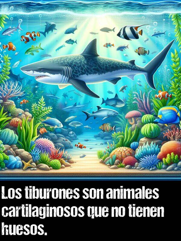 tiburones: Los tiburones son animales cartilaginosos que no tienen huesos.