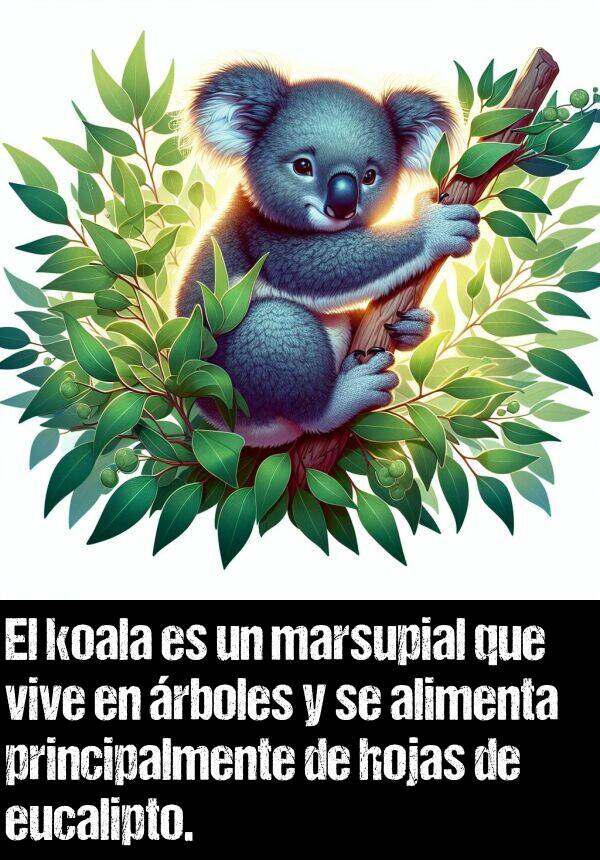 marsupial: El koala es un marsupial que vive en rboles y se alimenta principalmente de hojas de eucalipto.