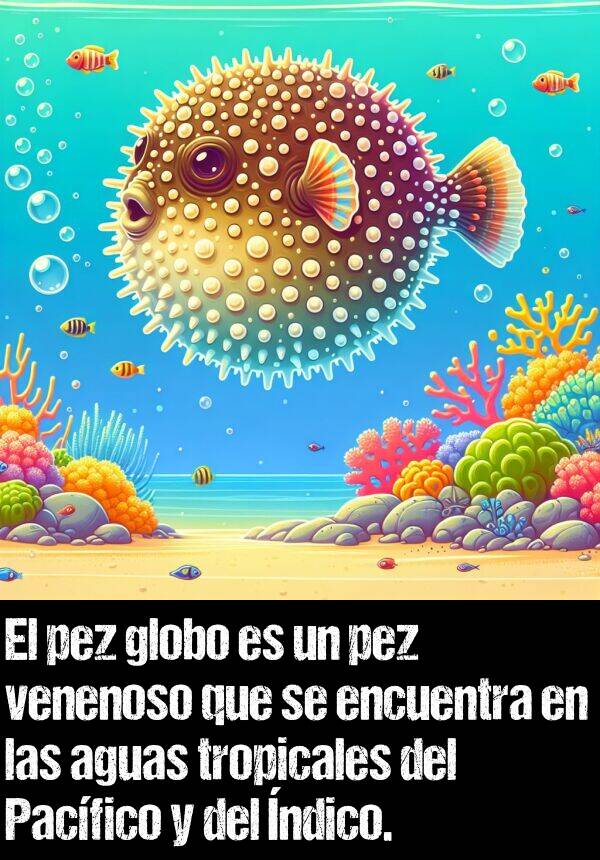 pez: El pez globo es un pez venenoso que se encuentra en las aguas tropicales del Pacfico y del ndico.