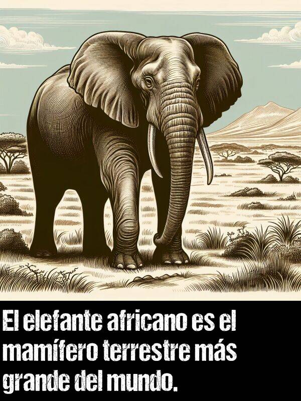 elefante: El elefante africano es el mamfero terrestre ms grande del mundo.