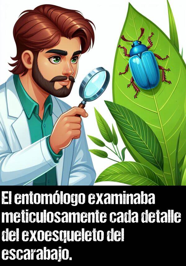 examinaba: El entomlogo examinaba meticulosamente cada detalle del exoesqueleto del escarabajo.