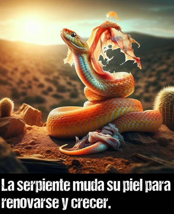 muda: La serpiente muda su piel para renovarse y crecer.