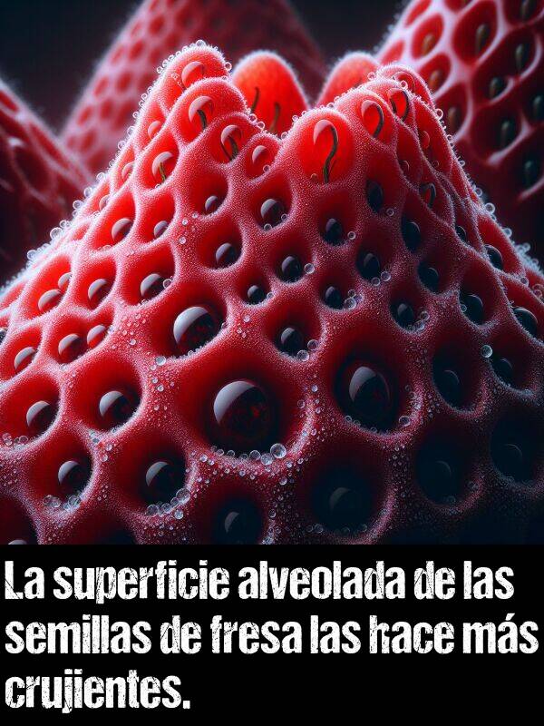 alveolada: La superficie alveolada de las semillas de fresa las hace ms crujientes.