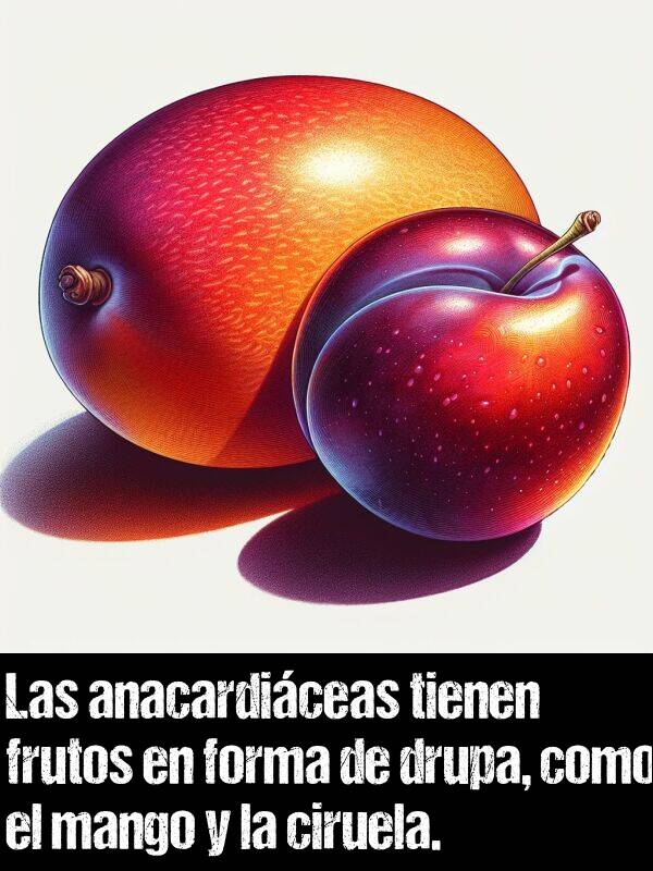 anacardiceas: Las anacardiceas tienen frutos en forma de drupa, como el mango y la ciruela.