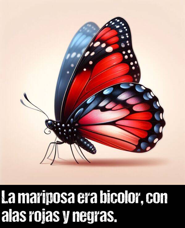 alas: La mariposa era bicolor, con alas rojas y negras.